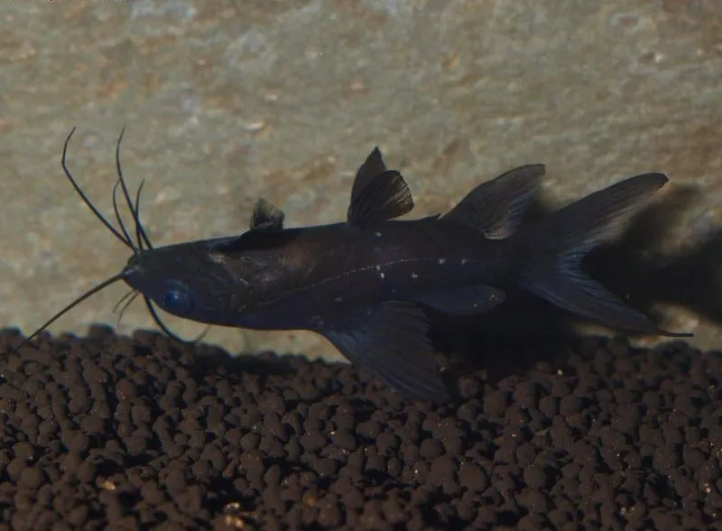 Містус Чорний, (лат. - Mystus leucophasis)